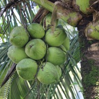 Cocos nucifera L.